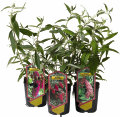 Sommerfuglbusk 'Buddleja' 17 cm potte